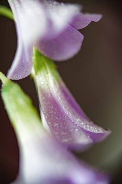 Oxalis nirengi çiçeklerine yakın plan, küçük çiy damlalarıyla yıkanmış, hassas taç yaprakları ve kekeme ayrıntıları ortaya çıkarıyor.