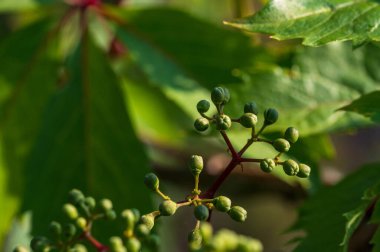 Bir demet yeşil üzüm meyvesi, yemyeşil üzüm yaprakları arasında asılı, canlı doğal bir ortamda