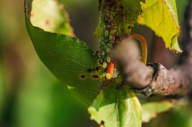 Yaprağın üzerindeki yaprak bitleriyle etkileşim halinde olan karıncaların makro sahnesi ağaç yaprağının gölgesinde bu küçük canlıların ve çevrelerinin karmaşık detaylarını gözler önüne seriyor.