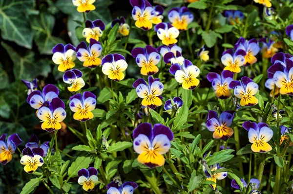 stock image Multitude of Pansy flowers in various colors, displaying vibrant hues and intricate details against a natural green backdrop