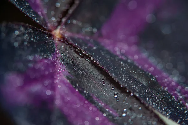Макро Деталь Фіолетового Трикутника Oxalis Прикрашена Крихітними Краплями Води Розкриває — стокове фото