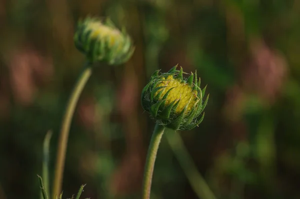 Couple of green buds of Gaillardia pulchella, showing their compact and delicate nature, ready to burst into bloom