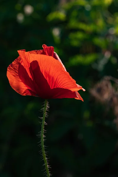 Podświetlany Czerwony Mak Kwiat Wyświetlający Skomplikowane Szczegóły Płatków Świecące Miękkim — Zdjęcie stockowe