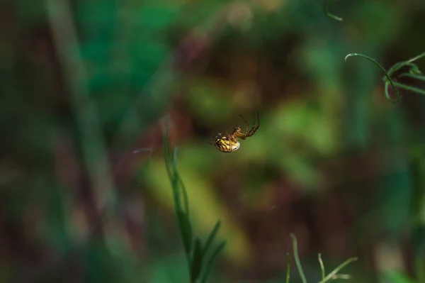 Winzige Spinne Der Mitte Eines Fein Gewebten Netzes Die Feine — Stockfoto