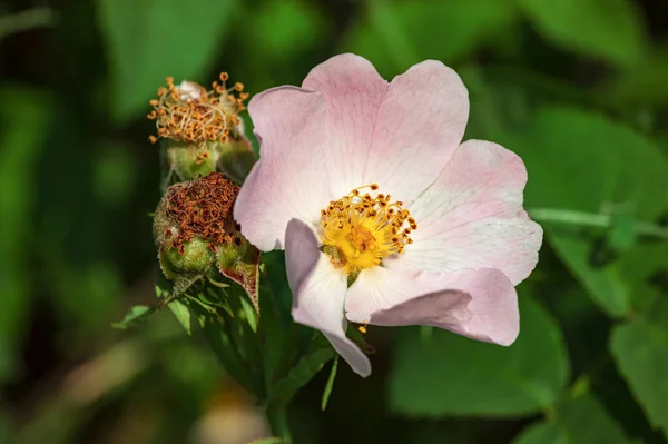 Hermoso Primer Plano Una Flor Rosa Mosqueta Mostrando Sus Vibrantes — Foto de Stock
