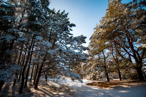 stock image A snow-covered forest on the island of Khortytsia, Ukraine, creating a magical winter landscape