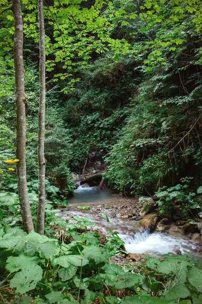 Ein Kleiner Bach Fließt Sanft Durch Den Dichten Wald Der — Stockfoto