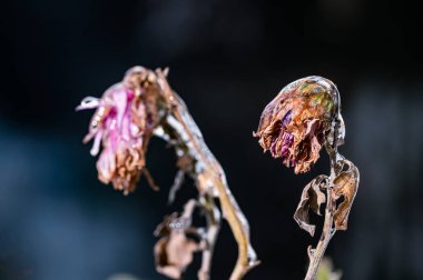 Kışın donmuş iki solmuş pembe çiçeğin makro çekimi, buzla parıldıyor ve karmaşık donmuş detayları gösteriyor..