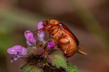 A close-up of a May beetle perched on fresh green leaves, its glossy brown shell shining under soft natural light. The intricate textures of the beetle and surrounding leaves highlight the delicate balance of nature clipart