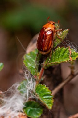 A close-up of a May beetle perched on fresh green leaves, its glossy brown shell shining under soft natural light. The intricate textures of the beetle and surrounding leaves highlight the delicate balance of nature clipart