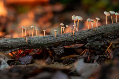 Ufacık mantarlar, desenli şapkalar, karanlık orman düzeni.