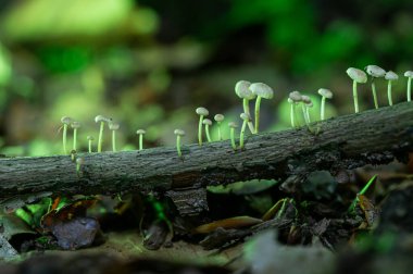 Yeşil ışık ve sanatsal manzarayla aydınlatılmış küçük mantarlar.