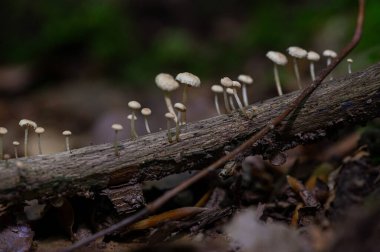 Ormanda küçük mantar kümeleri, yakın plan.