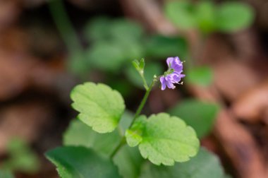 Orman açıklığında yeşil yapraklarla çevrili mor kır çiçekleri.