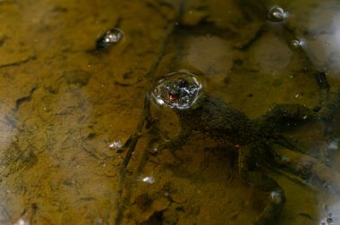 Common toad (Bufo bufo) partially submerged in dirty water in a natural pond clipart