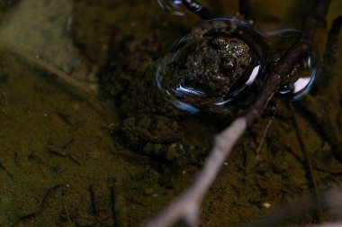 Bir kurbağanın kafasının yakın plan görüntüsü kısmen suya batırılmış.