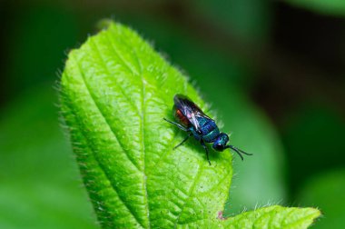 Metallic Green Cuckoo Wasp on a Vibrant Green Leaf in a Forest Setting clipart