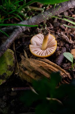 Close-Up of a Yellow Mushroom Growing Among Woodland Debris clipart