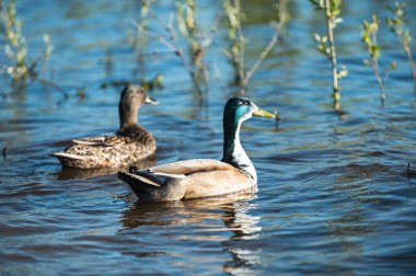 Sakin sularda yüzerken gün ışığında güneşlenen bir ördek. Canlı renkleri çok güzel yansıtıyor, dingin ve resimsel bir sahne yaratıyor..