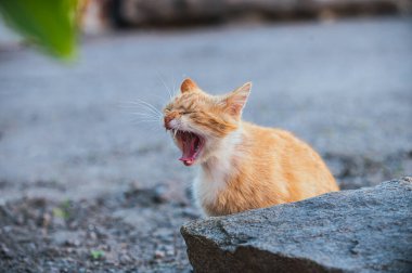 Kızıl kedi esnerken yakalandı, keskin dişleri ve pembe bir dili ortaya çıkardı. Sıcak güneş ışığı kürkünü açık havada aydınlatır..