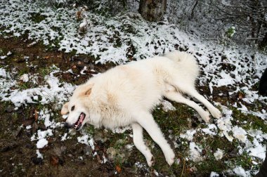 Yumuşak Beyaz Köpek Karlı Ormanda Dinleniyor