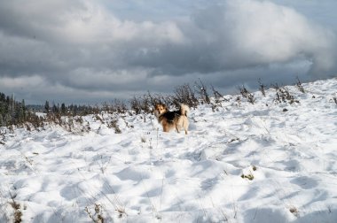 Karla kaplı bir arazide duran melez bir köpek.