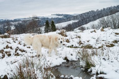 Kırsal bölgedeki Karlı Derenin yanındaki Yumuşak Köpek