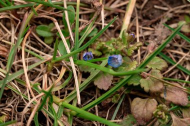 Kuru çimenlerin ve yeşil bıçakların arasında küçük mavi bir kır çiçeği açar ve toprağa canlı bir renk katar..