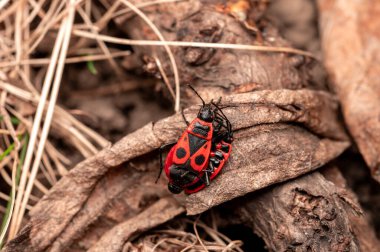 İki kırmızı ve siyah kundakçı orman zemininde kurumuş bir yaprak üzerinde çiftleşiyorlar..