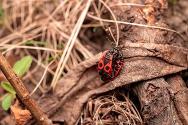 İki çiftleşen kırmızı ve siyah kundakçı kuru yaprak enkazının üzerinde dinleniyor ve doğal bir orman ortamında havlıyor..