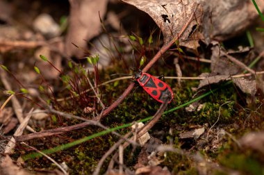 Kırmızı ve siyah desenli bir kundakçı (Pyrrhocoris apterus) orman zemininde bir makro sahnede yosun ve kuru yapraklar arasında sürünür..