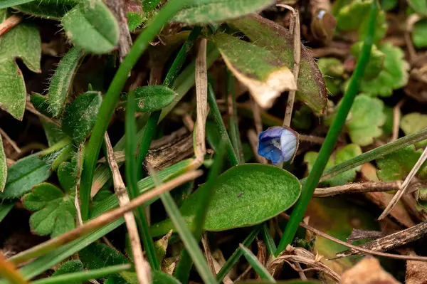 Yeşil çimenlerin ve kuru yaprakların arasından çıkan narin mavi bir çiçek tomurcuğu doğal bir ortamda yakalanır..