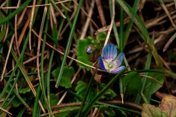 Canlı bir menekşe ve mavi kır çiçeği yeşil çimenler ve kuru saman dokuları arasında dikiliyor..