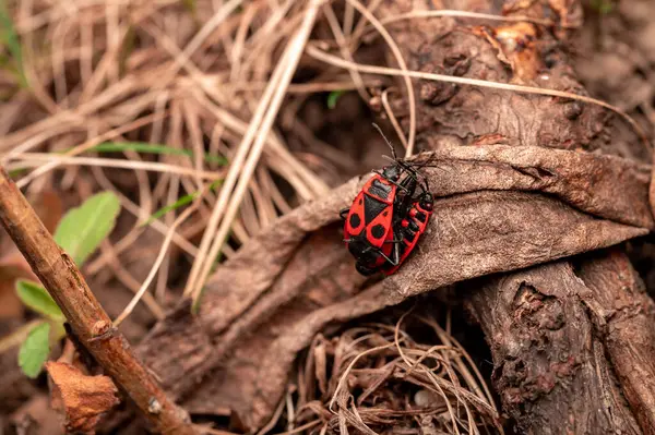 İki kundakçı (Pyrrhocoris apterus), yapraklar ve çam iğneleriyle kaplı kuru orman zemininde çiftleşirken, parlak kırmızı ve siyah işaretler sergiliyor..
