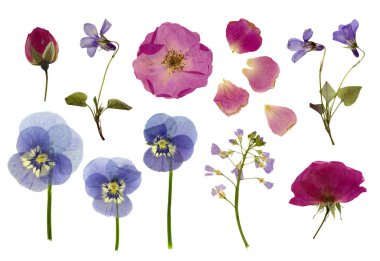 set / collection of pressed flowers isolated over a white background, roses, buds and petals, violets, pansies and lady's smock / meadow foam herb, cut-out floral herbarium or boho style design elements clipart