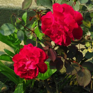 Güzel Kırmızı ve Pembe Gül Bahçede Gül tomurcukları ve yeşil yapraklarla. 