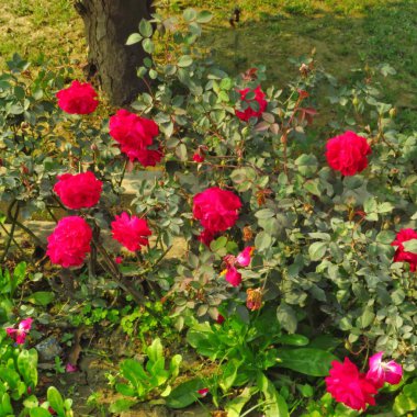 Güzel Kırmızı ve Pembe Gül Bahçede Gül tomurcukları ve yeşil yapraklarla. 