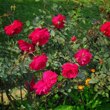 Güzel Kırmızı ve Pembe Gül Bahçede Gül tomurcukları ve yeşil yapraklarla. 