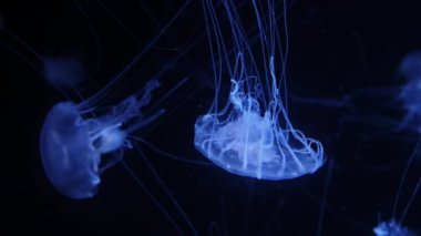 Mavi denizanası. Renkli mavi sualtı akvaryumunda yüzen yarı saydam parlayan denizanası balığı, yavaş çekim