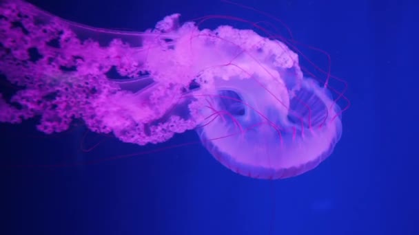 濃い青の海の水にピンクのクラゲ 水中で輝く紫色の縞クラゲ — ストック動画