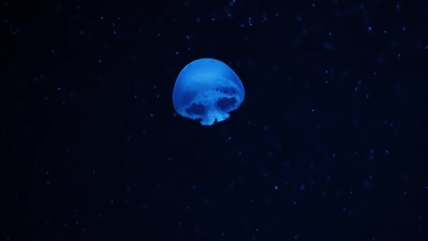 Pequena Medusa Azul Água Oceano Escuro Geléia Translúcida Brilhante Peixes — Vídeo de Stock