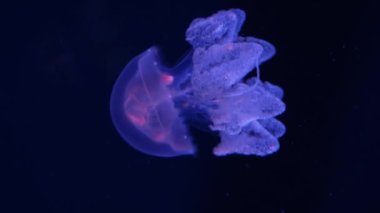 Karanlık okyanus suyunda mavi denizanası. Derin su akvaryumunda yüzen şeffaf parlayan denizanası balığı.