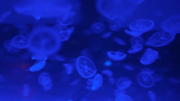 Muchas Pequeñas Medusas Azules Agua Del Océano Oscuro Fondo Medusas — Vídeos de Stock
