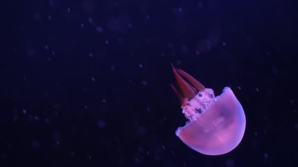 Mała Różowa Meduza Ciemnej Wodzie Oceanu Przezroczyste Świecące Galaretki Pływające — Wideo stockowe