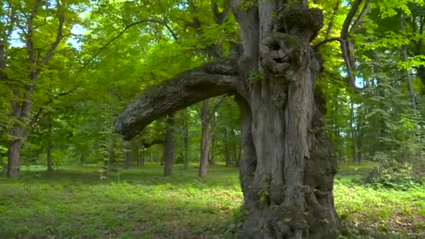 Vreemde Grote Oude Boom Het Bos Onaangetast Natuurconcept — Stockvideo
