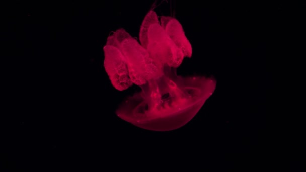 Röd Manet Det Mörka Havsvattnet Genomskinlig Glödande Geléfisk Som Flyter — Stockvideo