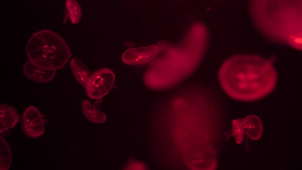 Wiele Małych Czerwonych Meduz Ciemnej Wodzie Oceanu Tło Świecących Meduz — Wideo stockowe