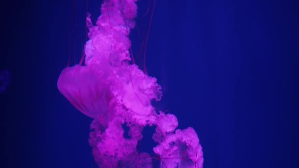 2匹のクラゲ 半透明のピンクの輝くゼリー魚がカラフルな青色の深い水中水族館に浮かんで スローモーション — ストック動画