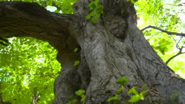 Ormandaki garip, büyük, yaşlı ağaç, alçak açılı. Dokunulmamış doğa kavramı