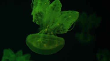 Green jellyfish in the dark ocean water. Translucent glowing jelly fish floating in deep underwater aquarium